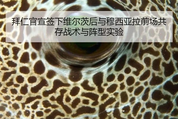 拜仁官宣签下维尔茨后与穆西亚拉前场共存战术与阵型实验